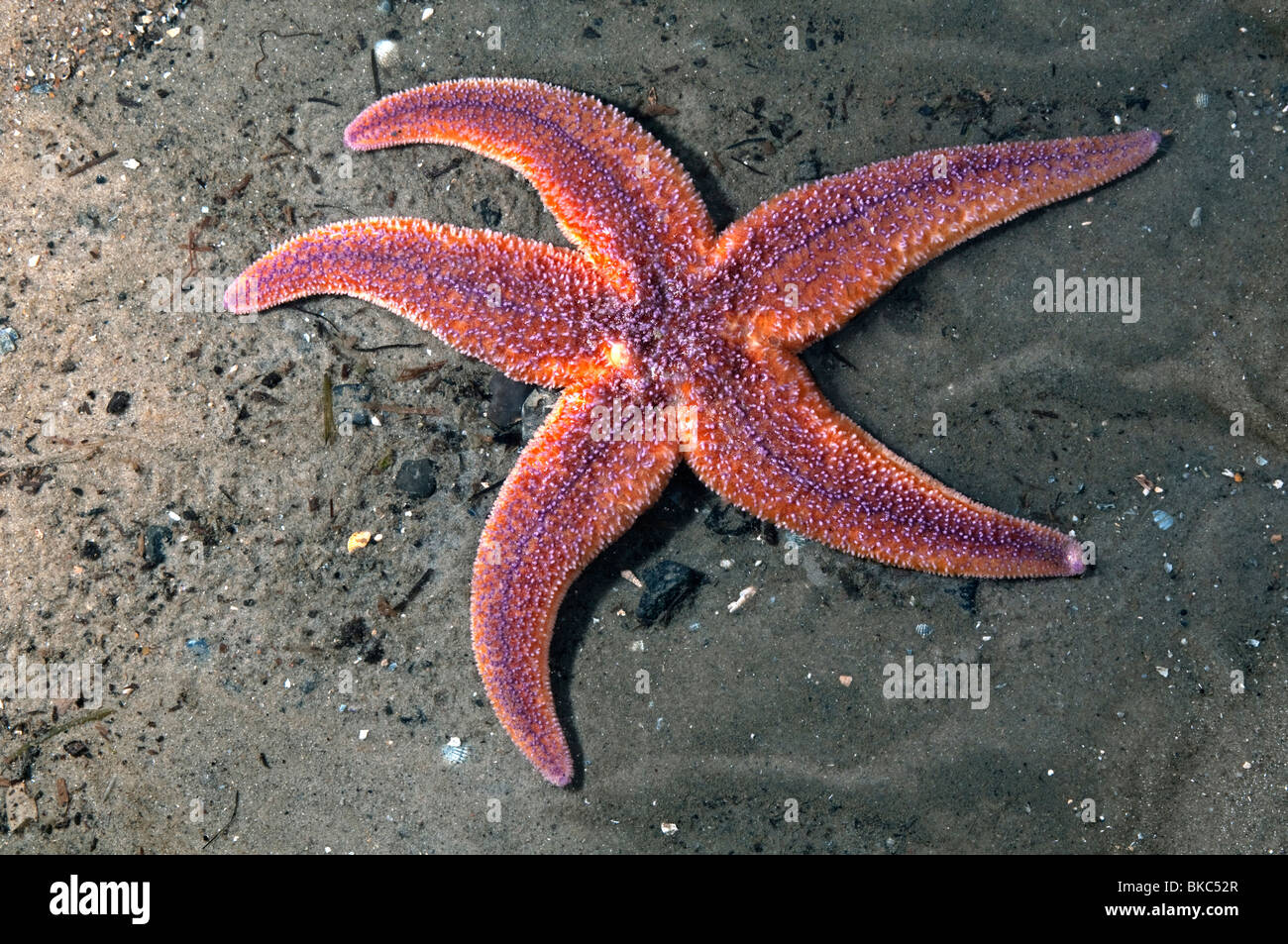 Bajo una estrella de mar Imágenes recortadas de stock - Alamy
