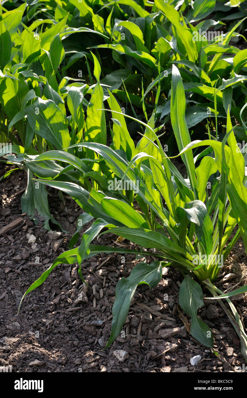 "Scorzonera" (hierba de víbora hispanica "eres") Foto de stock