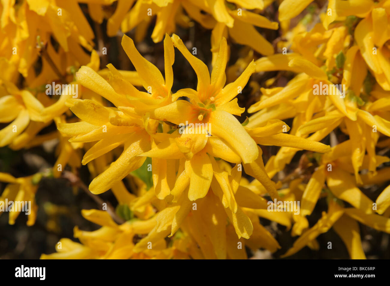 Forsythia x intermedia arbusto en flor (primavera). Foto de stock