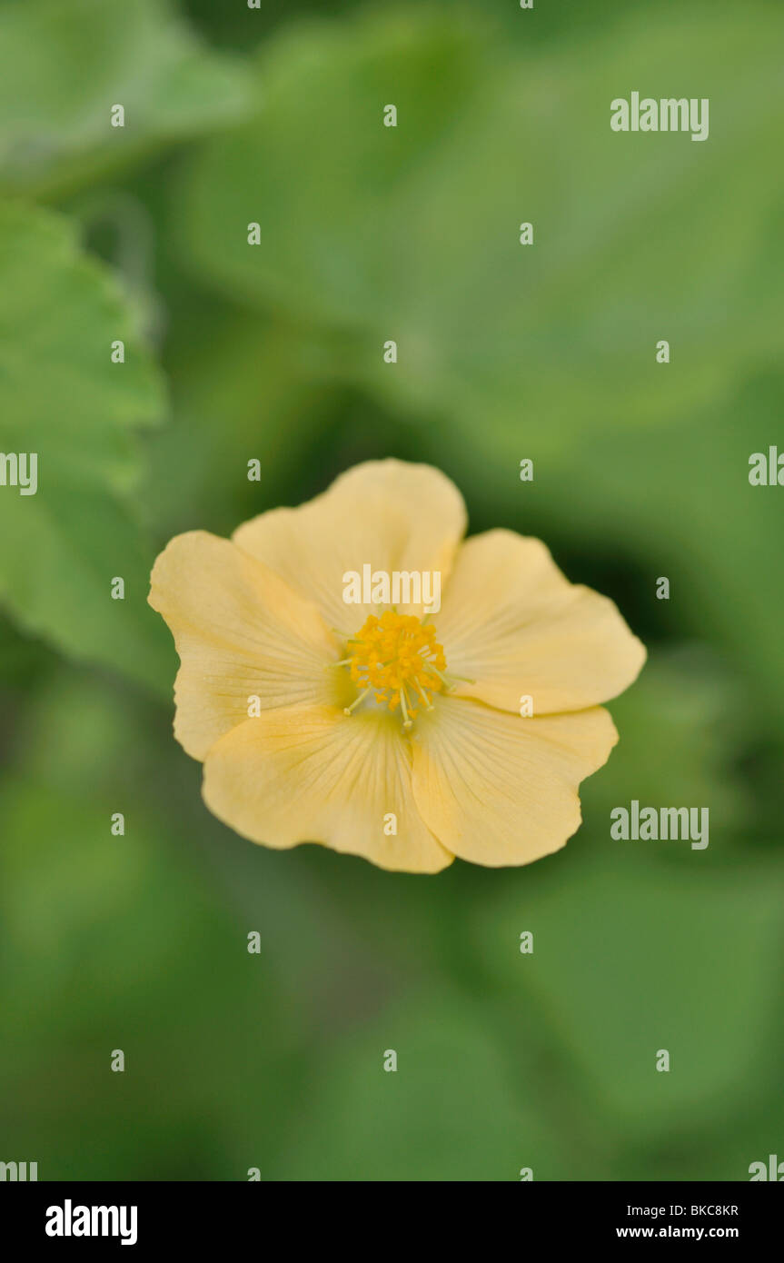 Indian mallow (abutilon indicum) Foto de stock