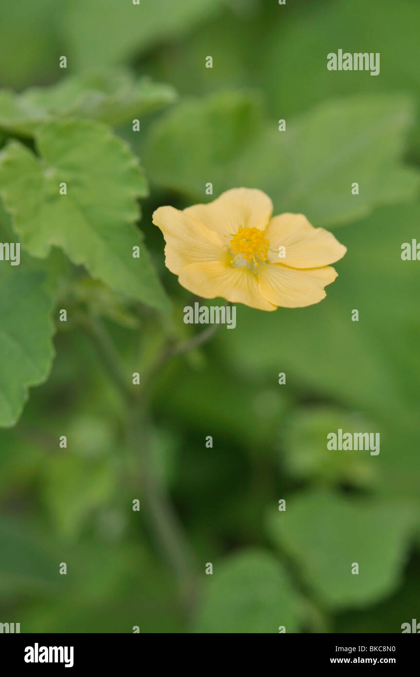 Indian mallow (abutilon indicum) Foto de stock