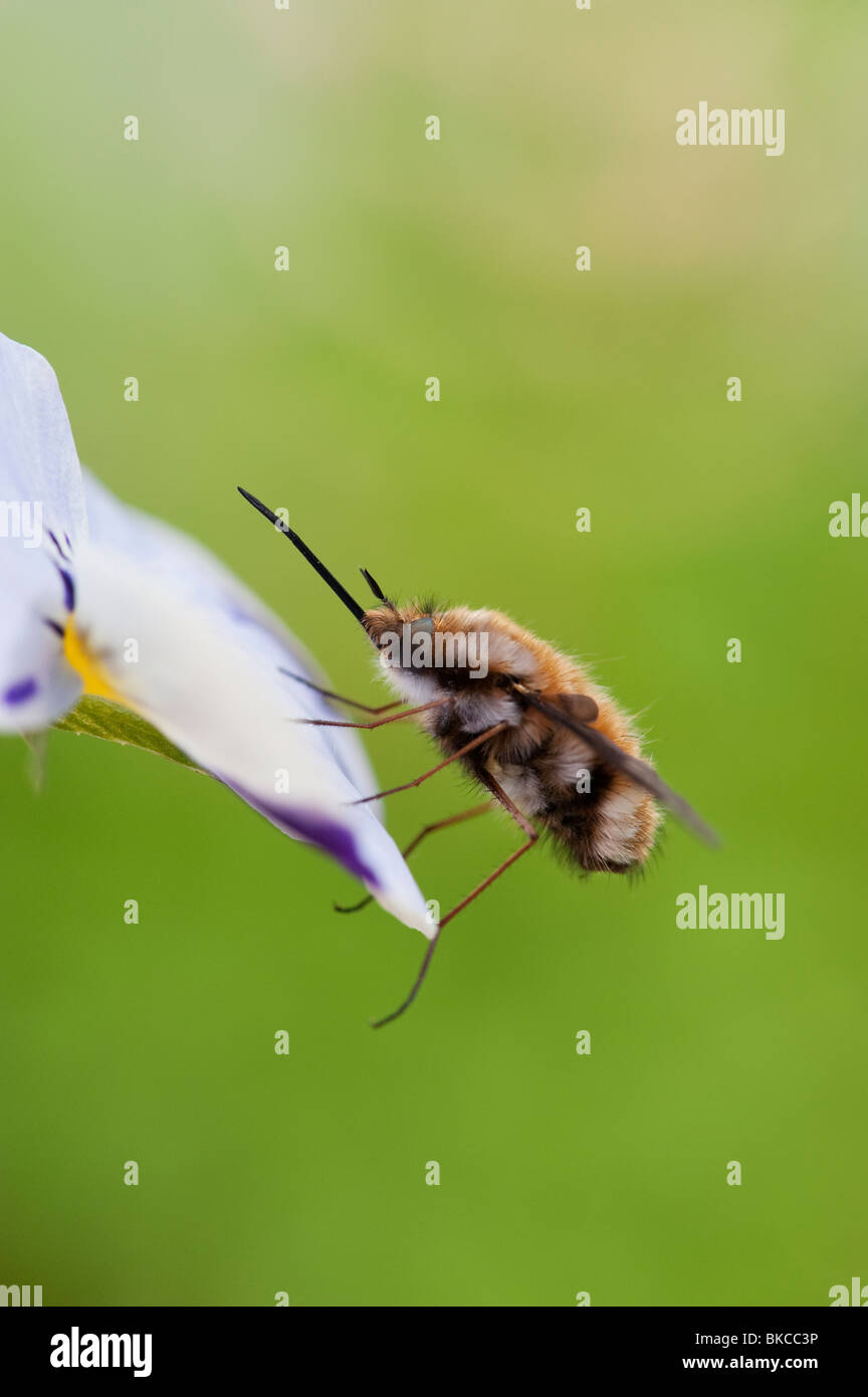 Bombylius major. Abeja grande fly / Oscuro filo-mosca abeja descansando sobre una flor Foto de stock