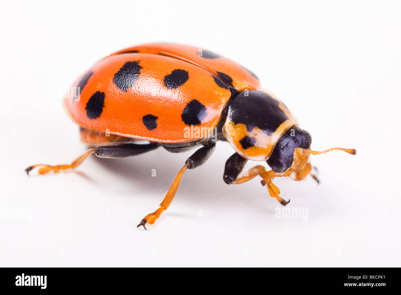 Trece-spotted lady beetle (Hippodamia tredecimpunctata) Foto de stock