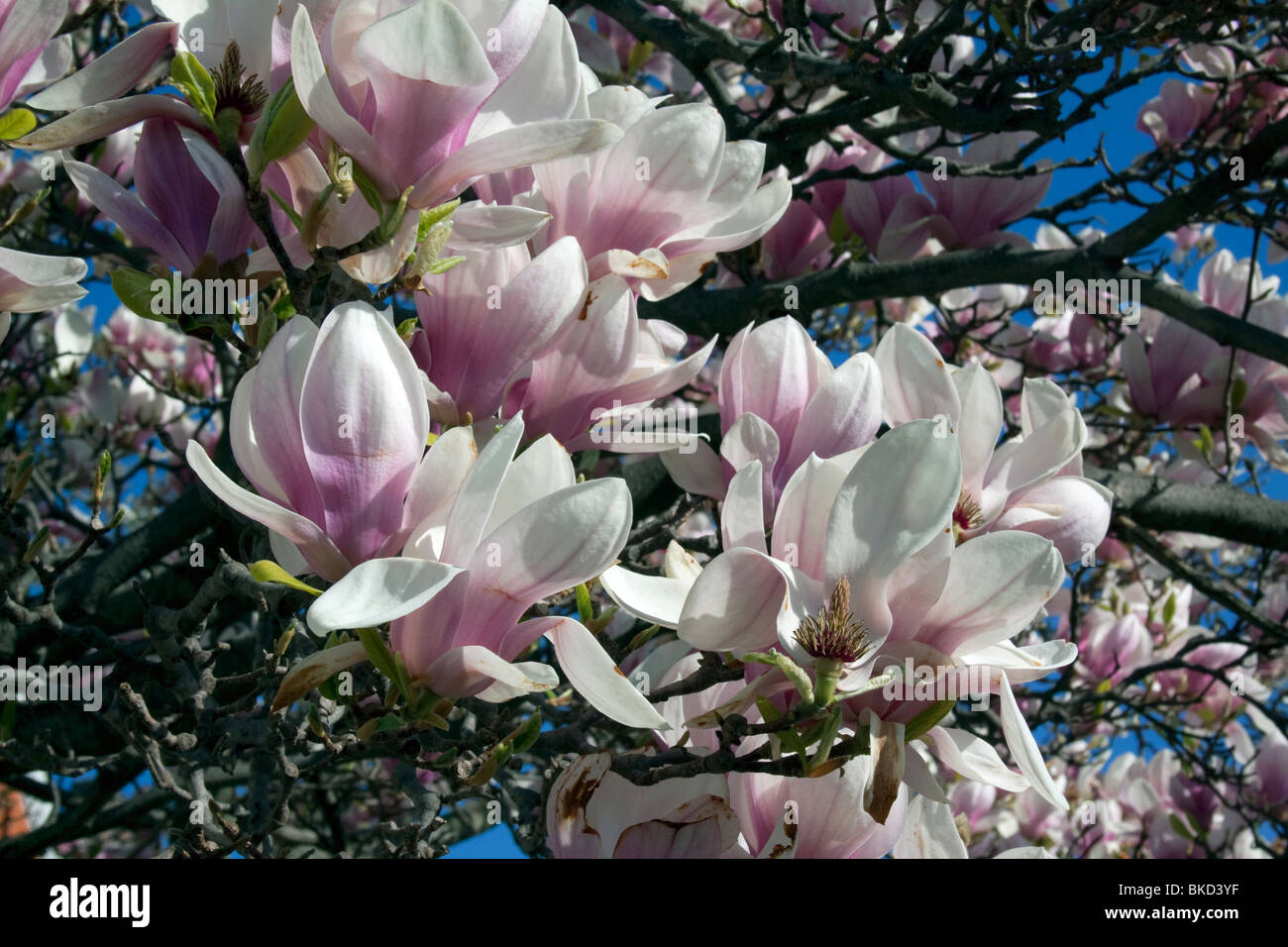 Magnolia japonesa rosa fotografías e imágenes de alta resolución - Alamy
