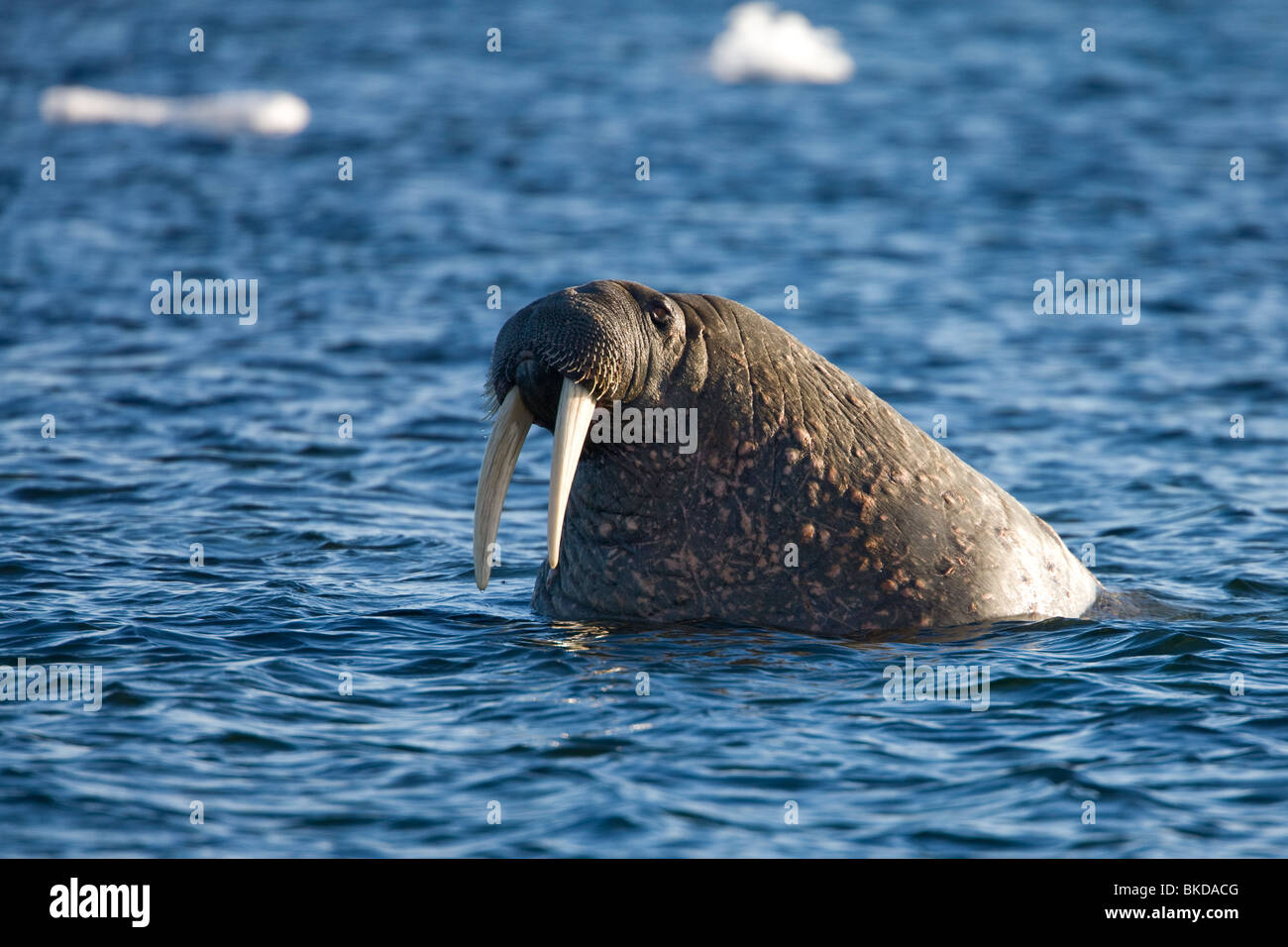 La morsa (Odobenus rosmarus), retrato, Noruega, Svalbard Fotografía de  stock - Alamy