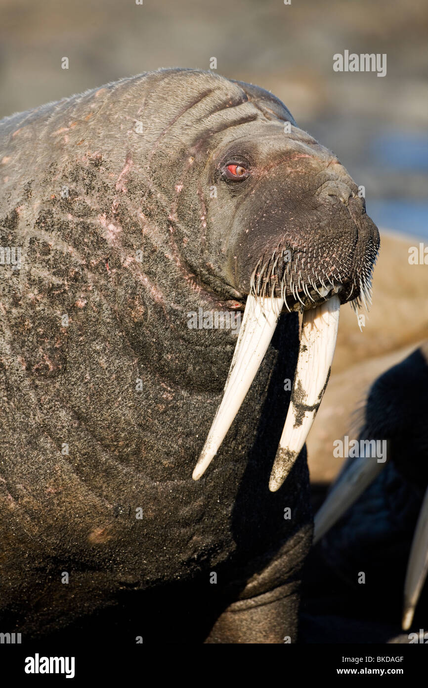 morsa (Odobenus rosmarus) in Rordaustlandet.