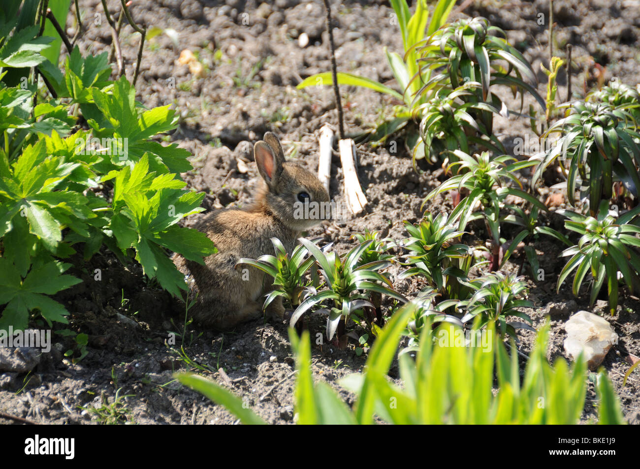 Bebé conejo en el jardín Foto de stock