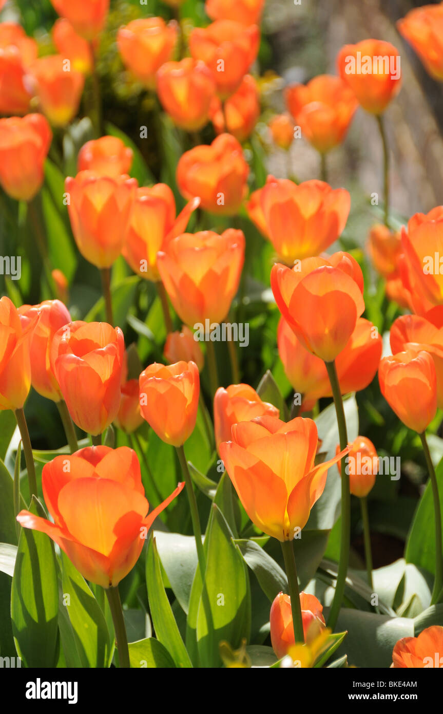 Tulipanes naranja Foto de stock