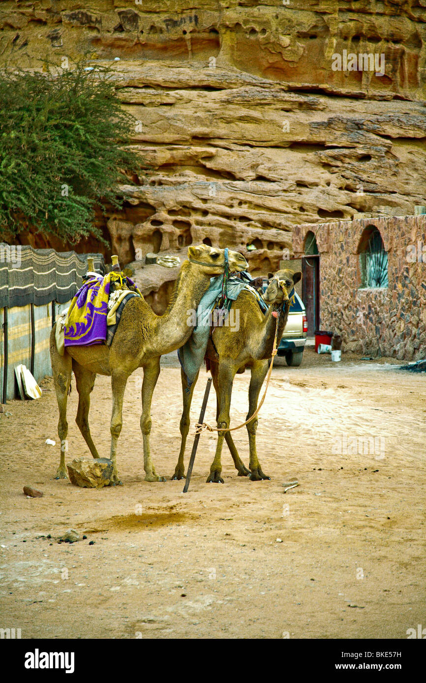 Montar camellos en el desierto , Wadi Rum, Jordania Foto de stock