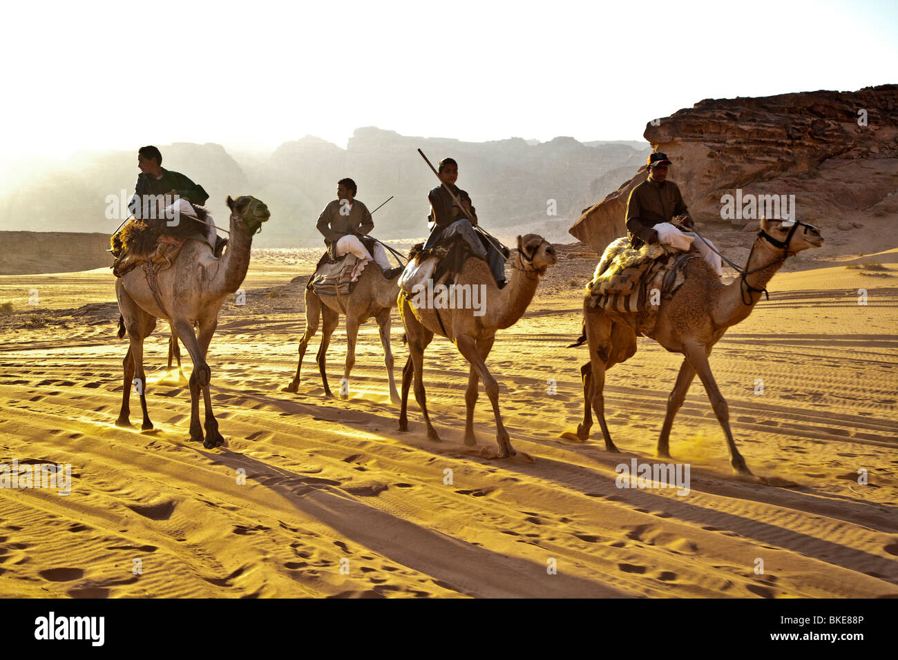 Los camellos que montara en el desierto , Wadi Rum, Jordania Foto de stock
