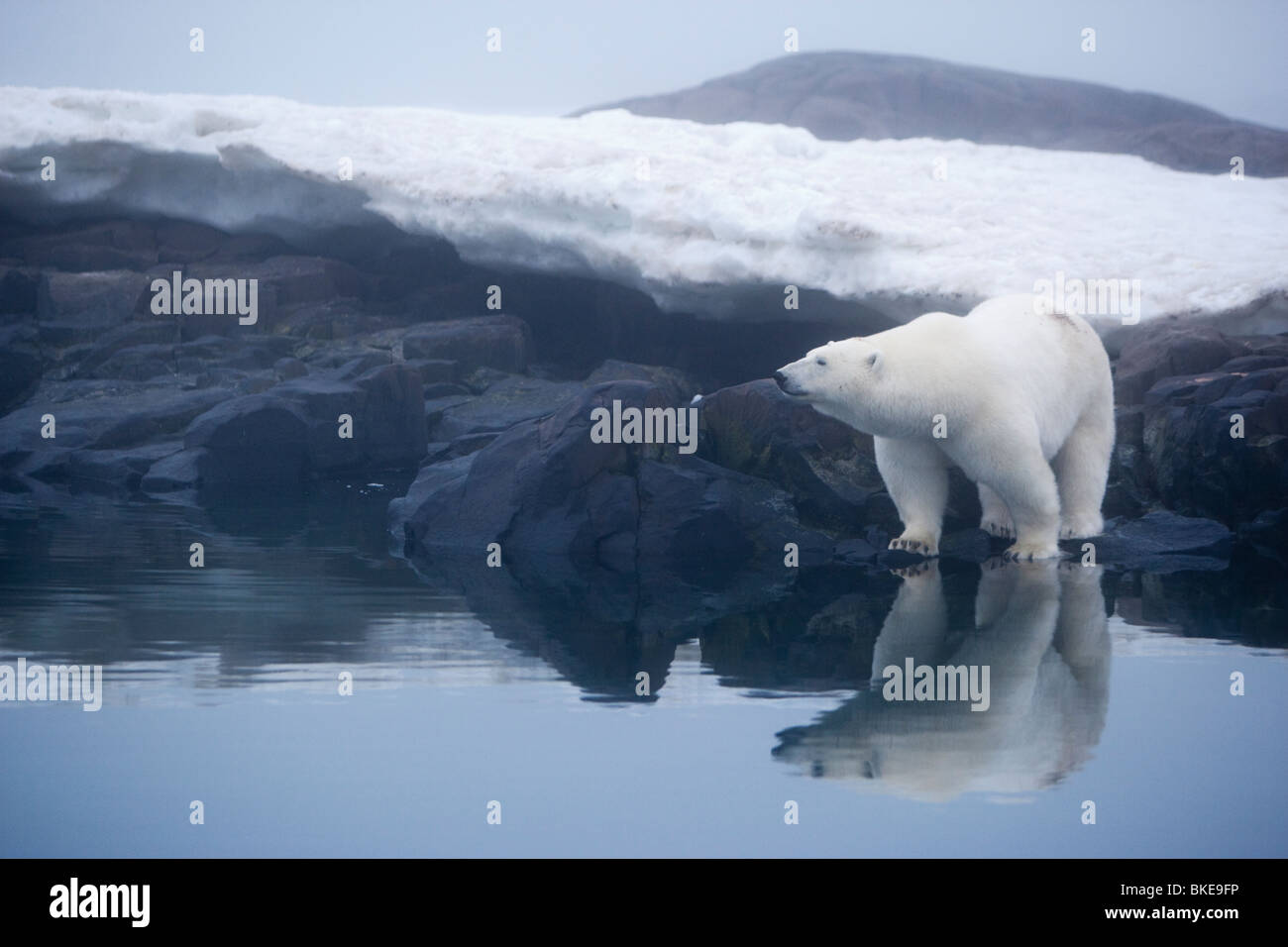 Noruega, Svalbard, Nordaustlandet, el oso polar (Ursus maritimus) en pie a lo largo de costa rocosa en Isla Malmgren en niebla Foto de stock