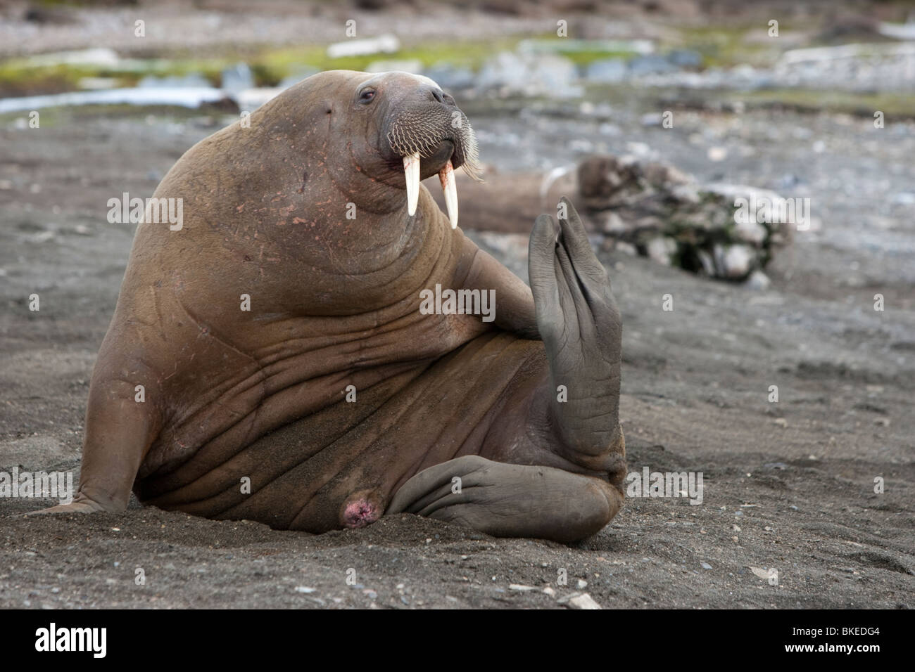 La Morsa Femenina Mira La Cámara Foto de archivo - Imagen de archipiélago,  miradas: 183546560