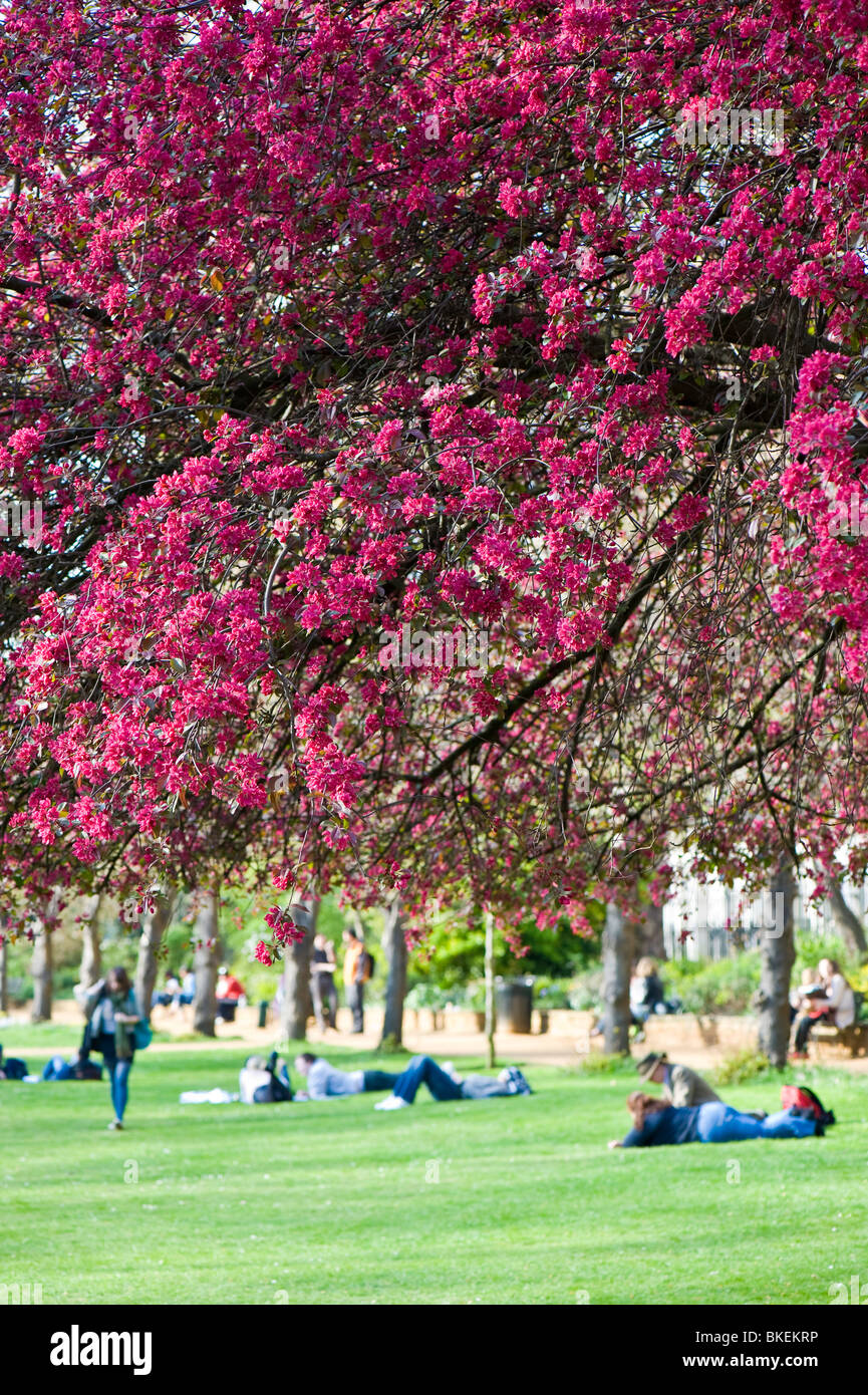 La gente descansando en un cálido día de primavera en Gordon Square Garden, Londres, Reino Unido. Foto de stock