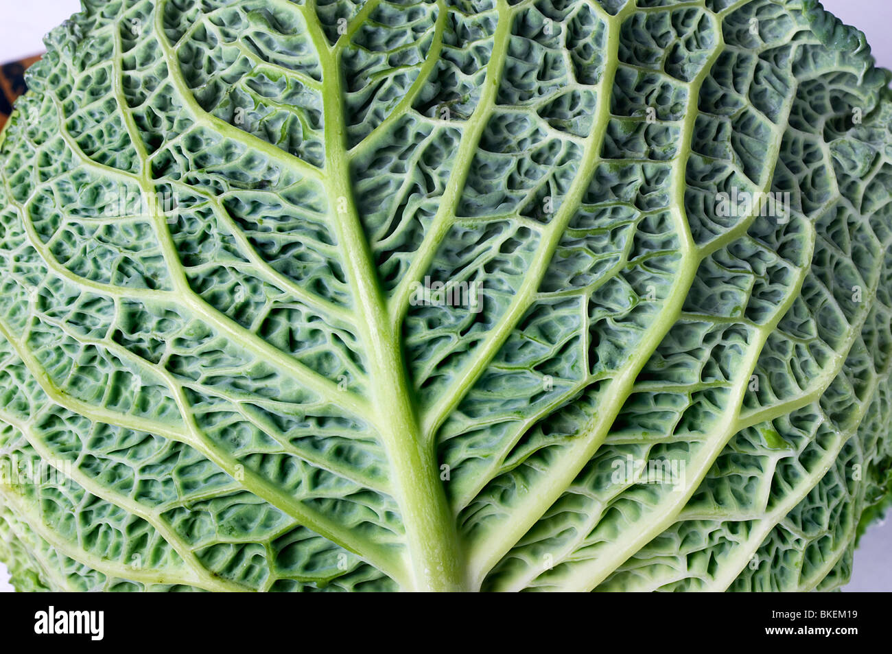 Hoja de berza Fotografía de stock Alamy