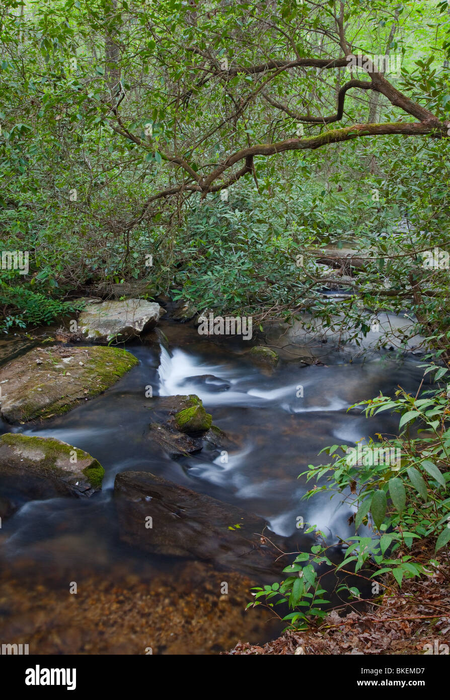 Licklog Creek, Andrews Pickens Ranger District, Bosque Nacional Sumter, Carolina del Sur Foto de stock