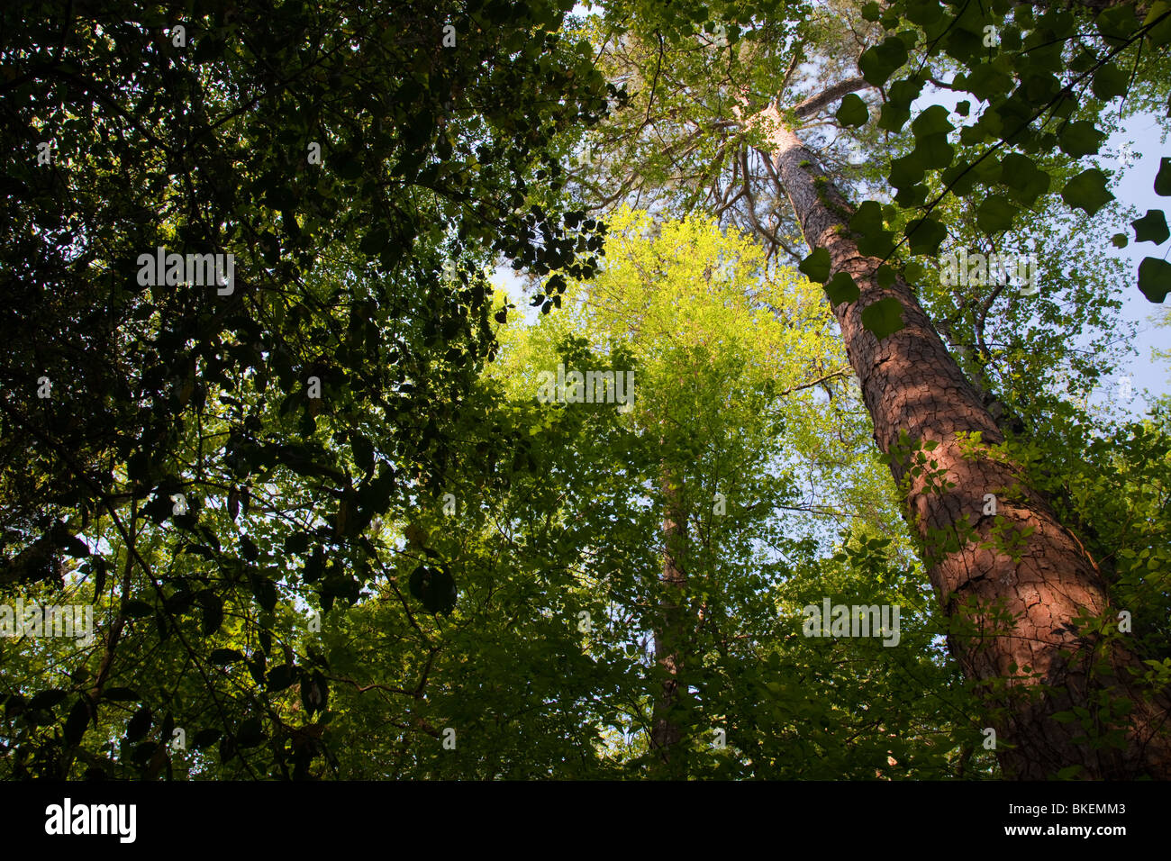 Pinos Loblolly y el dosel del bosque de viejo crecimiento bottomland bosque, Congaree National Park, South Carolina Foto de stock