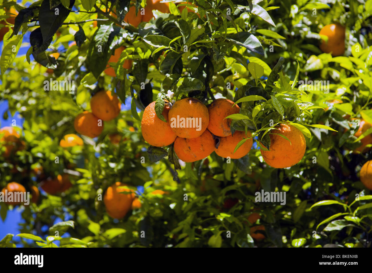 Medina azahara fotografías e imágenes de alta resolución Alamy