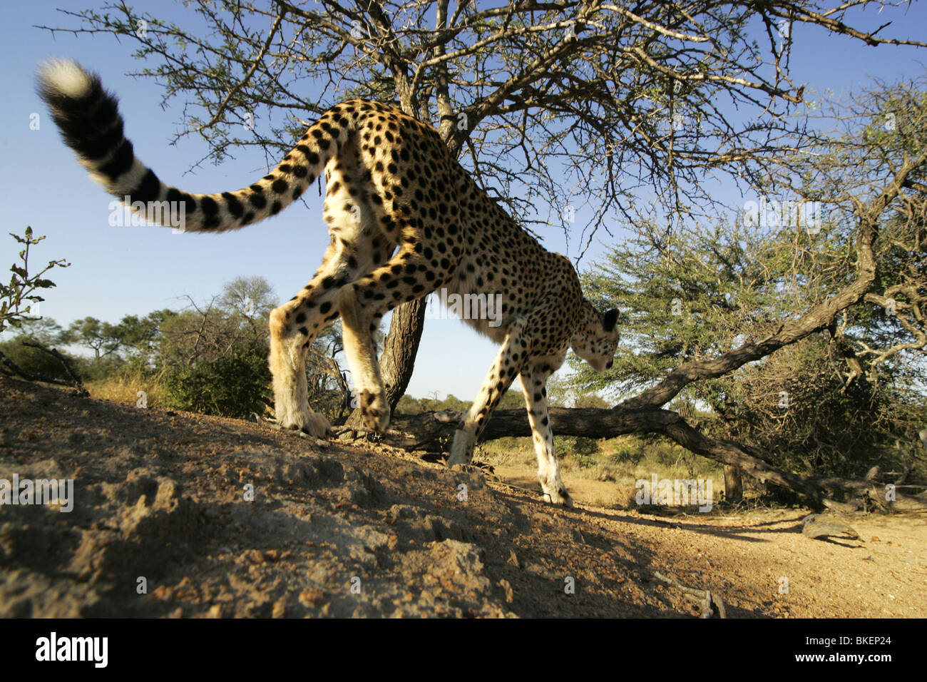 Amplio ángulo de foto de un Leopardo al acecho Foto de stock