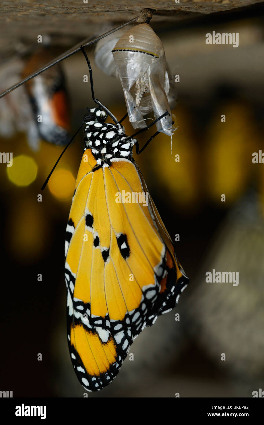 Recién surgido plain tiger danaus chrysippus mariposas colgando de la pupa Foto de stock