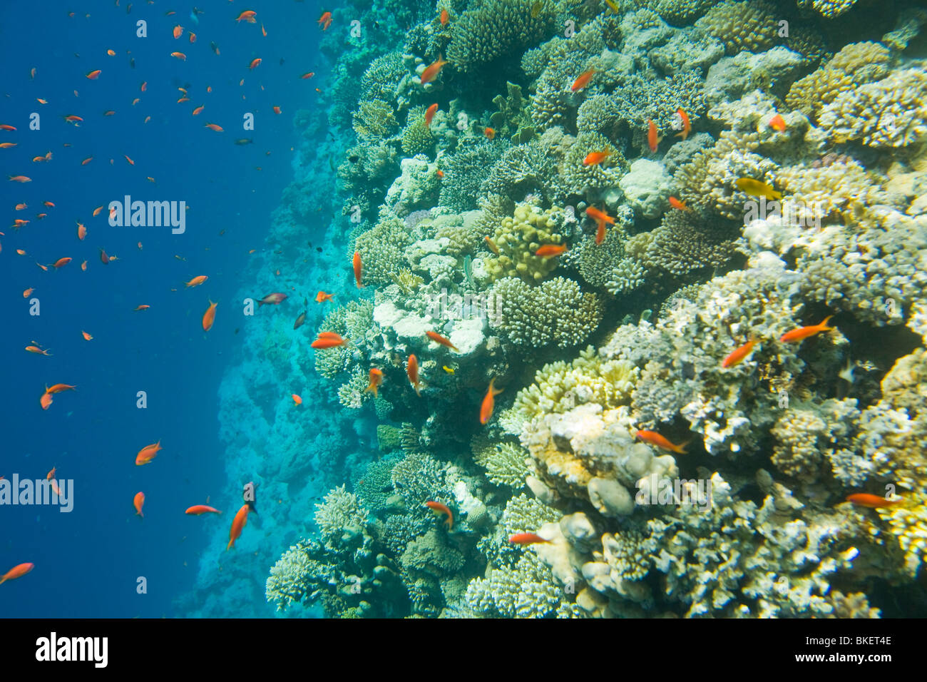 Arrecifes de coral en el Blue Hole off Dahab en el Mar Rojo en Egipto. Foto de stock