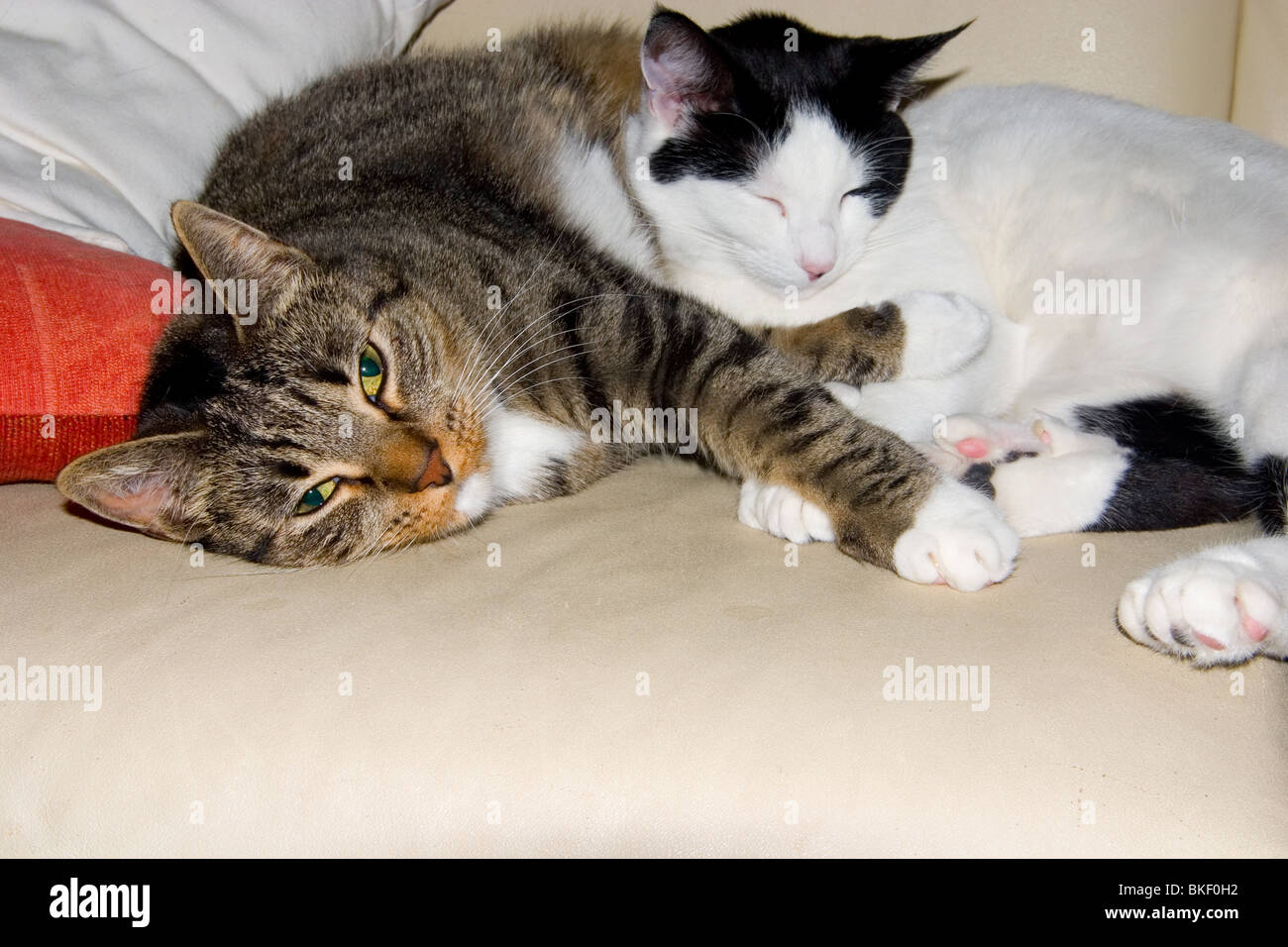 Dos gatos acurrucarse y dormir en un sofá cerca Foto de stock