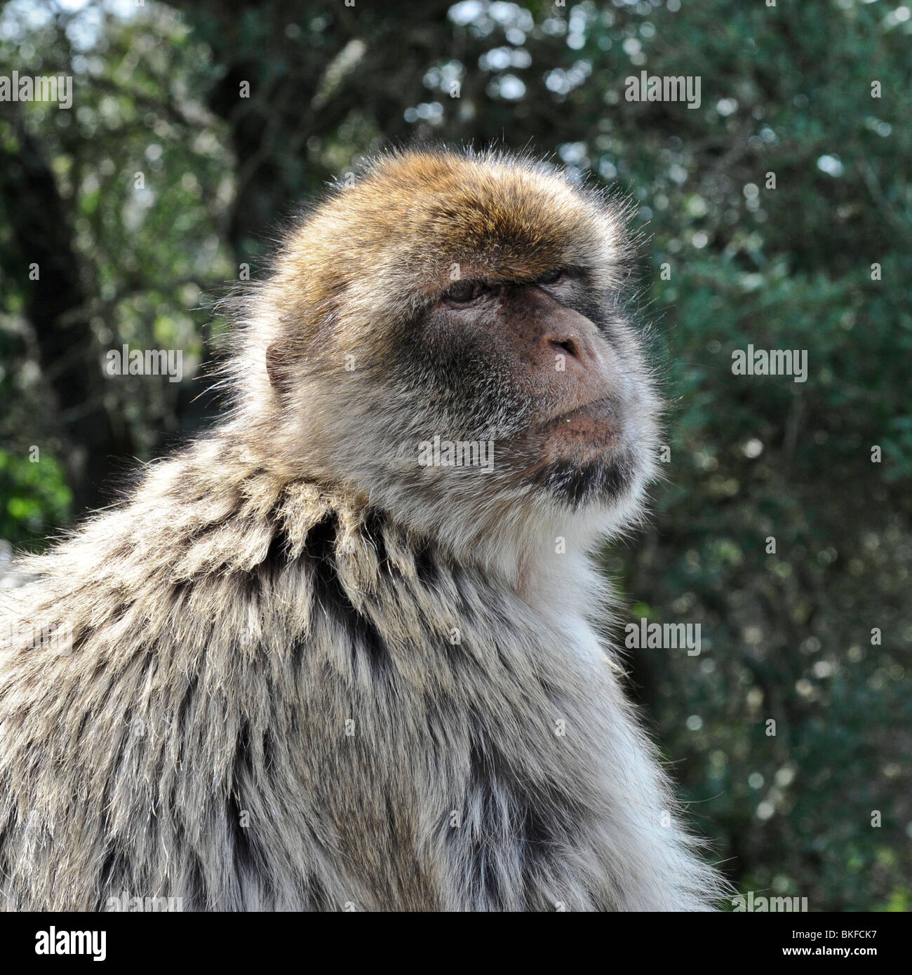 Gibraltar mono anciano sentado en una valla en el bosque de la roca que es uno de los destinos turísticos más populares en Europa. Foto de stock