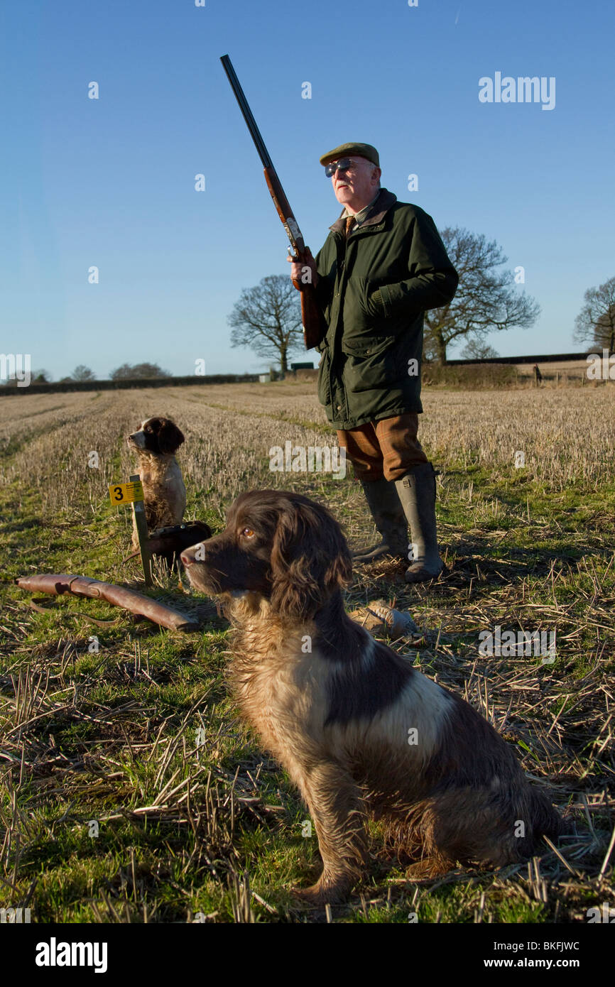 Un hombre disparar faisanes en un campo con su pistola perros y un día soleado Foto de stock