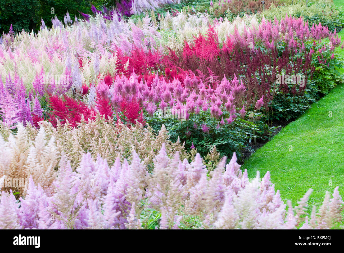 La Colección Nacional de Holehird Astilbe en jardín, Windermere, Cumbria, Reino Unido Foto de stock