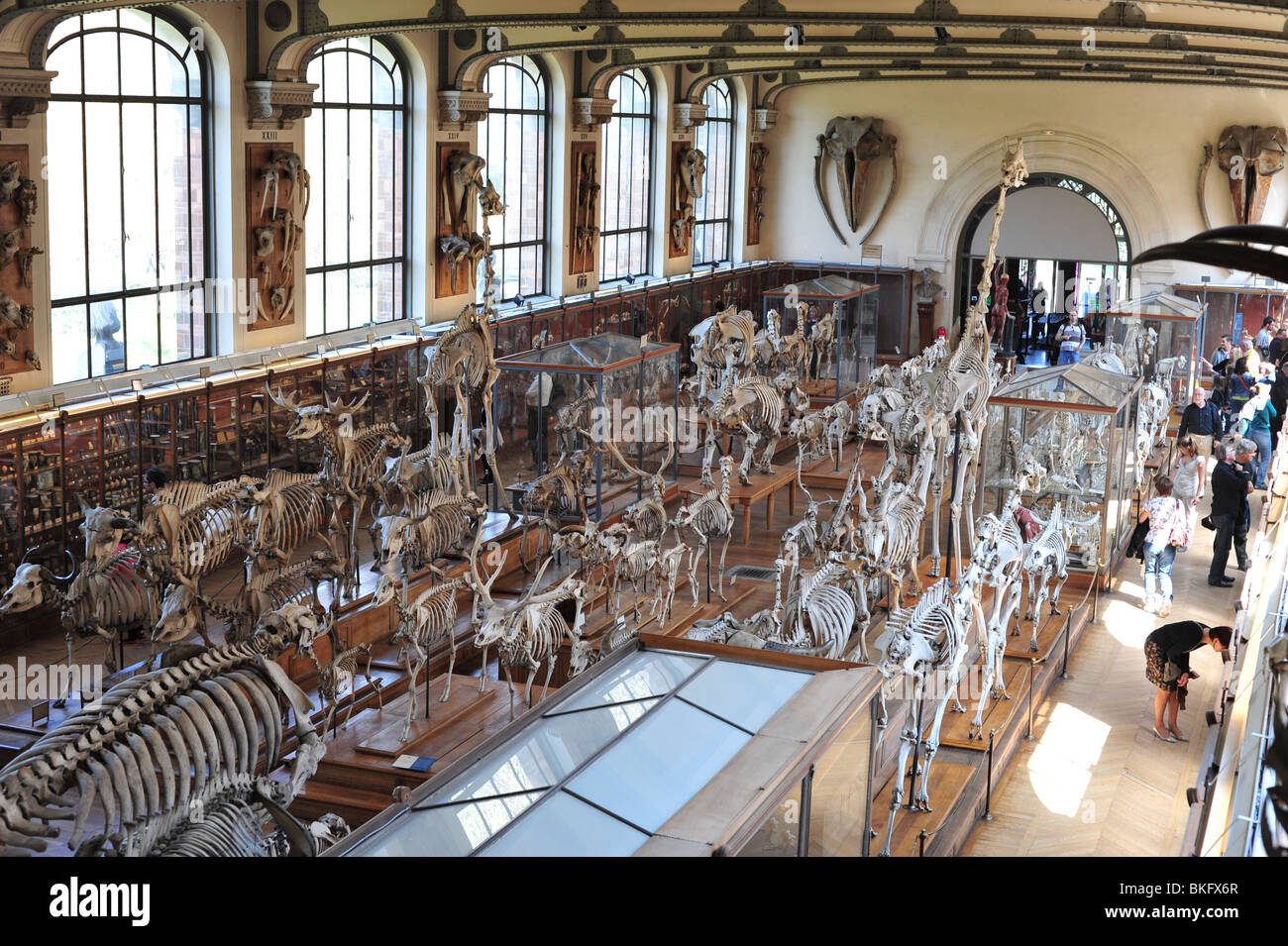 Museo de Historia Natural de París, la Grande Galerie de l'Évolution en Jardin des Plantes