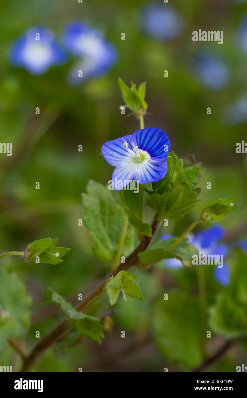 Camedrio Speedwell Foto de stock