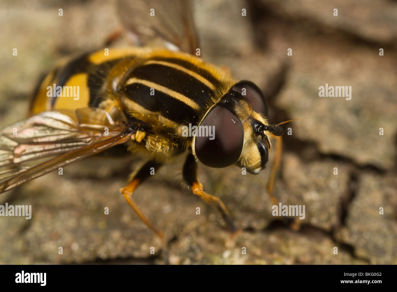 - Helophilus pendulus Hoverfly Foto de stock