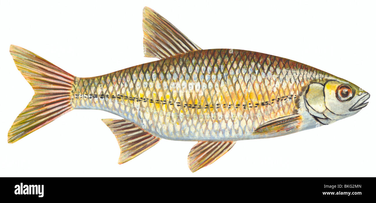 Golden shiner Foto de stock