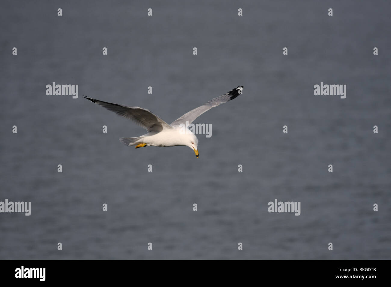 Gaviota gaviota gris blanco pájaro mosca volando vuelo alas de aleta azul cielo nublado soleado larus Foto de stock