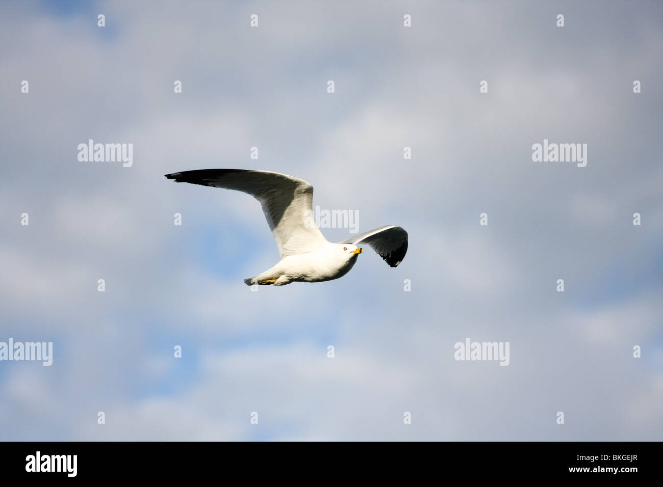 Gaviota gaviota gris blanco pájaro mosca volando vuelo alas de aleta azul cielo nublado soleado Foto de stock