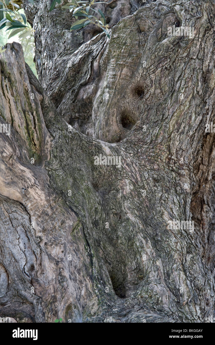 Olivo (Olea europaea), corteza de árbol maduro, el Mediterráneo Foto de stock