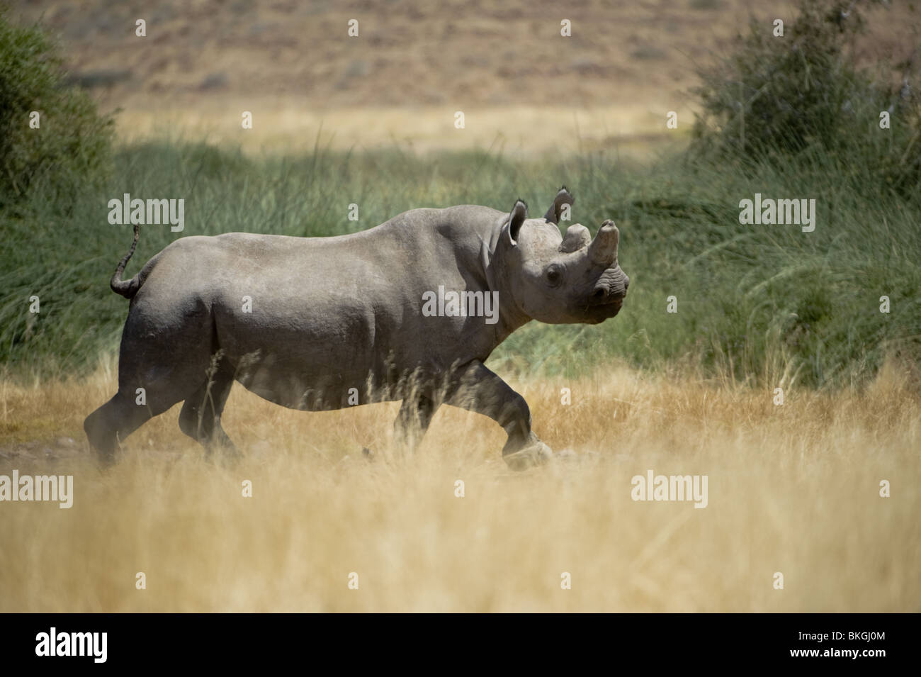 El rinoceronte negro, Palmwag, Namibia. Foto de stock