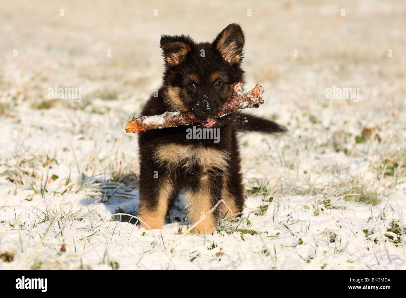 Chodsky Welpe Chodsky PES PES Puppy Fotografía de stock - Alamy