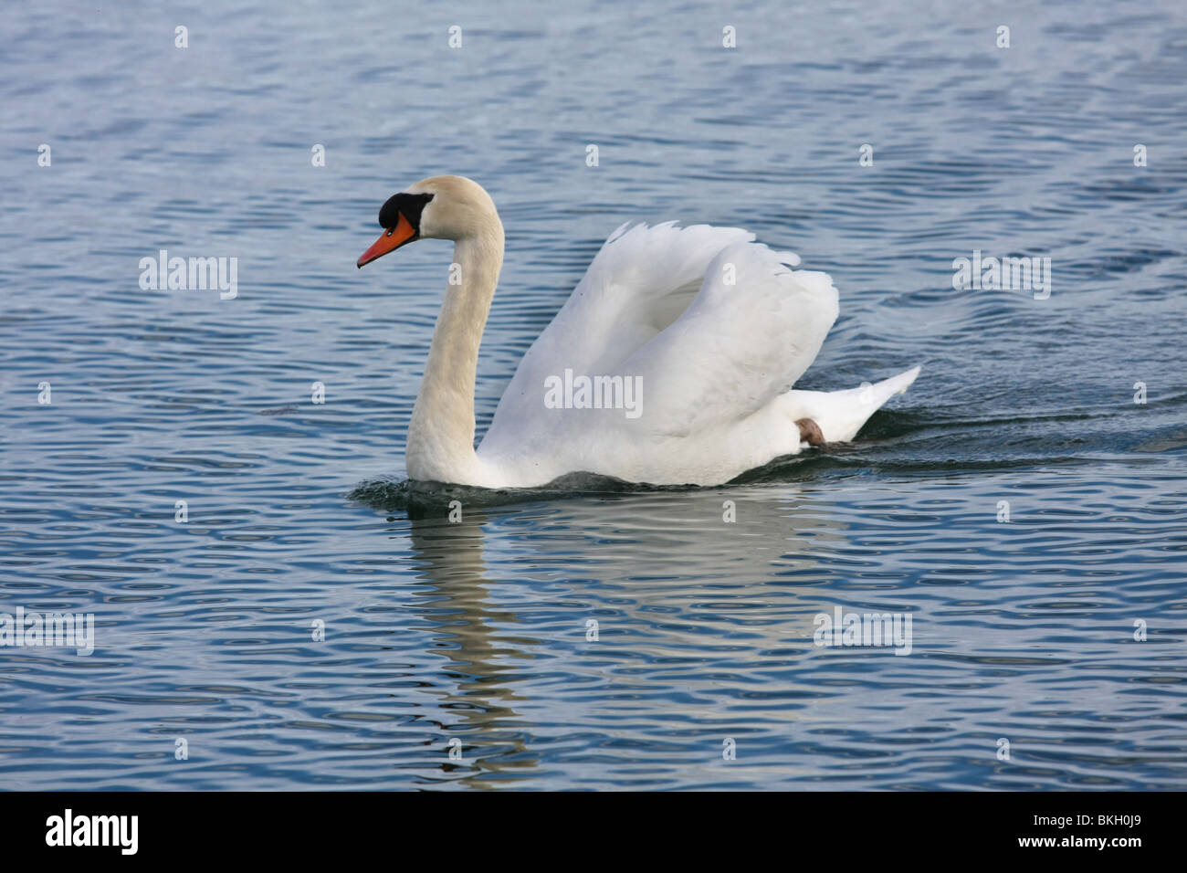Natación White Swan Lake costa pacífica vida silvestre primavera nadar soleado canadiense de Ontario, Canadá Foto de stock