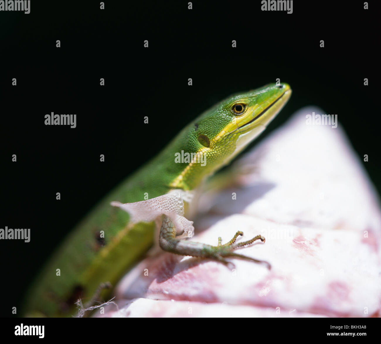 La pasto verde lagarto, Ao-Kanahebi, Takydromus smaragdinus Fotografía