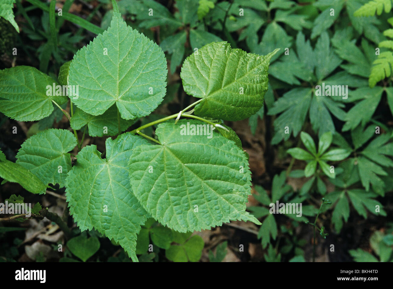 Las pequeñas hojas lime, Tilia cordata, o cordiforme hojas en forma de corazón Foto de stock