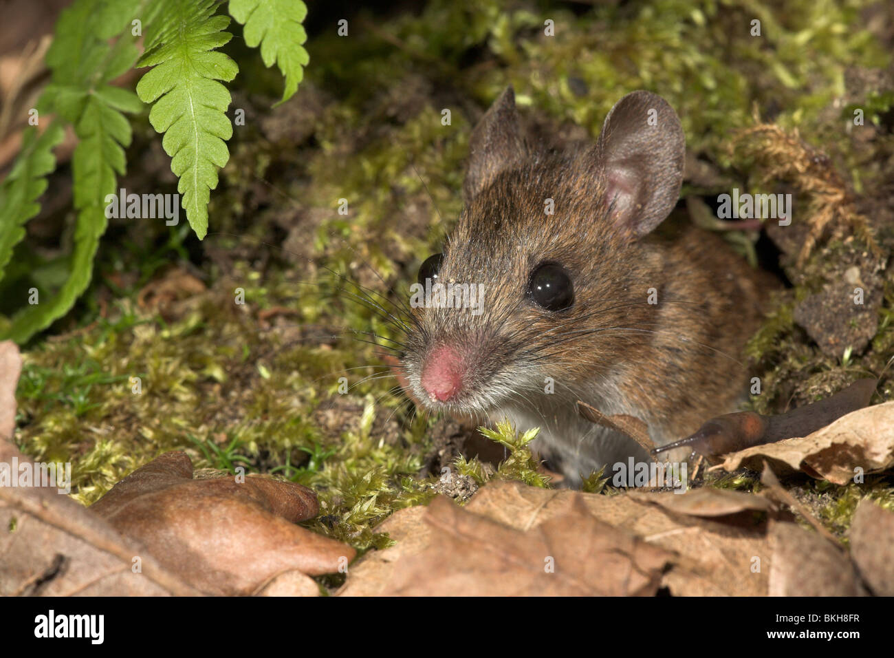 Foto van een bosmuis die 's nachts komt uit zijn holletje kruipen; foto de un ratón de madera saliendo de su madriguera (orificio) en la noche Foto de stock
