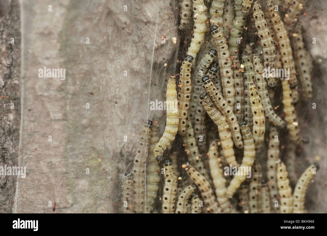 Se reunieron ragfijn Wilg bedekt spinsel van de stippelmotrups in een massa rupsen; sauce cubierto por web del armiño moth Caterpillar y una masa de orugas. Foto de stock