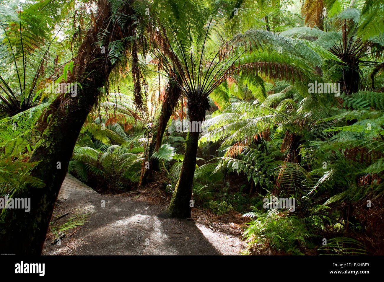 Rainforest. Otway National Park. Apollo Bay. Victoria. Australia. Foto de stock