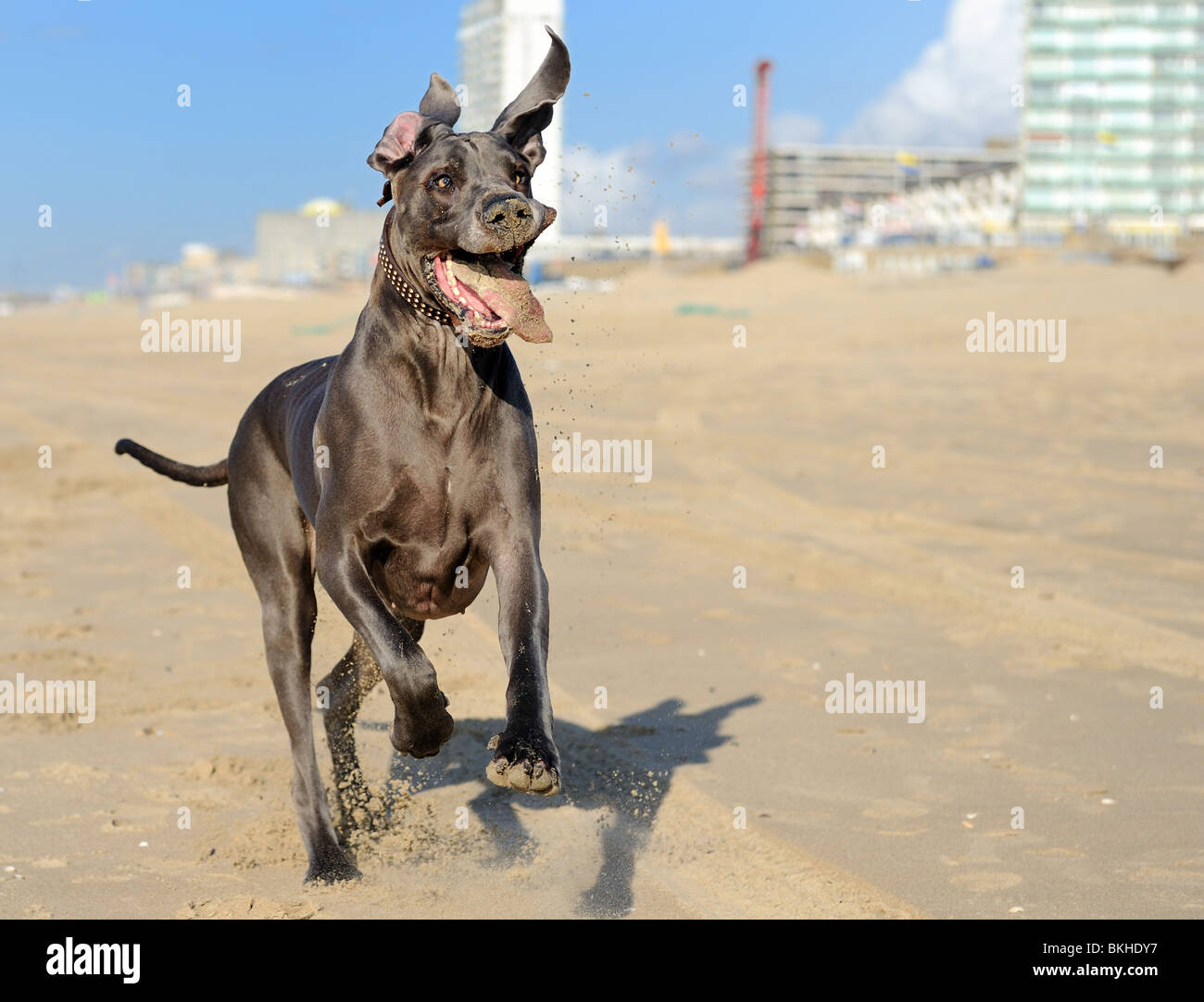 Gran danés corriendo fotografías e imágenes de alta resolución - Alamy Gran danés corriendo fotografías e imágenes de alta resolución - Alamy