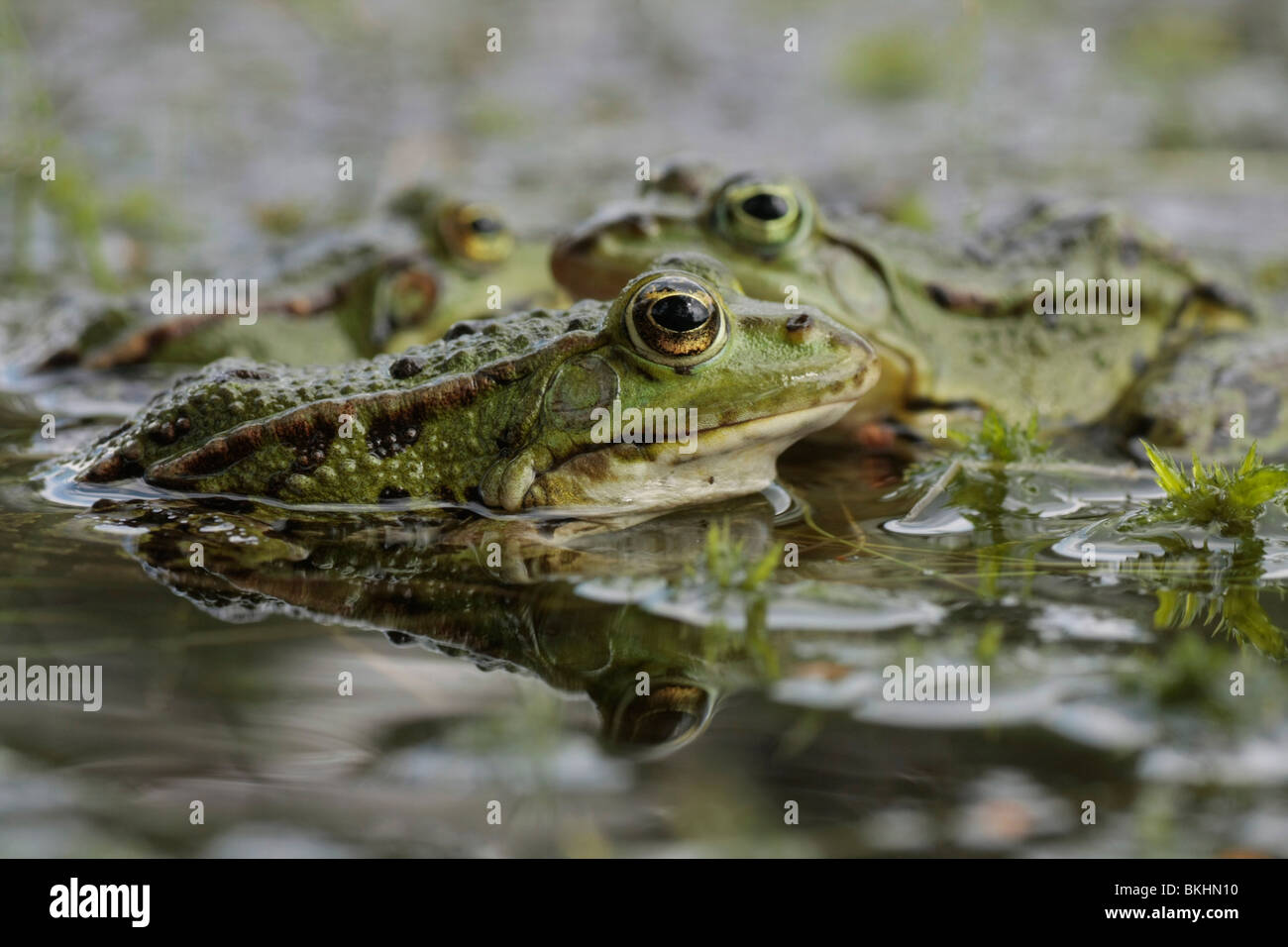 Tres ranas verdes en un estanque Foto de stock