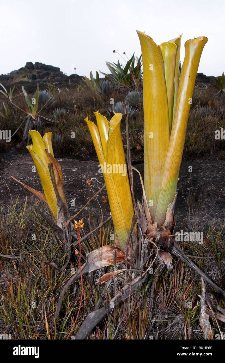 Brocchinia reducta bromelias carnívoras Fotografía de stock - Alamy