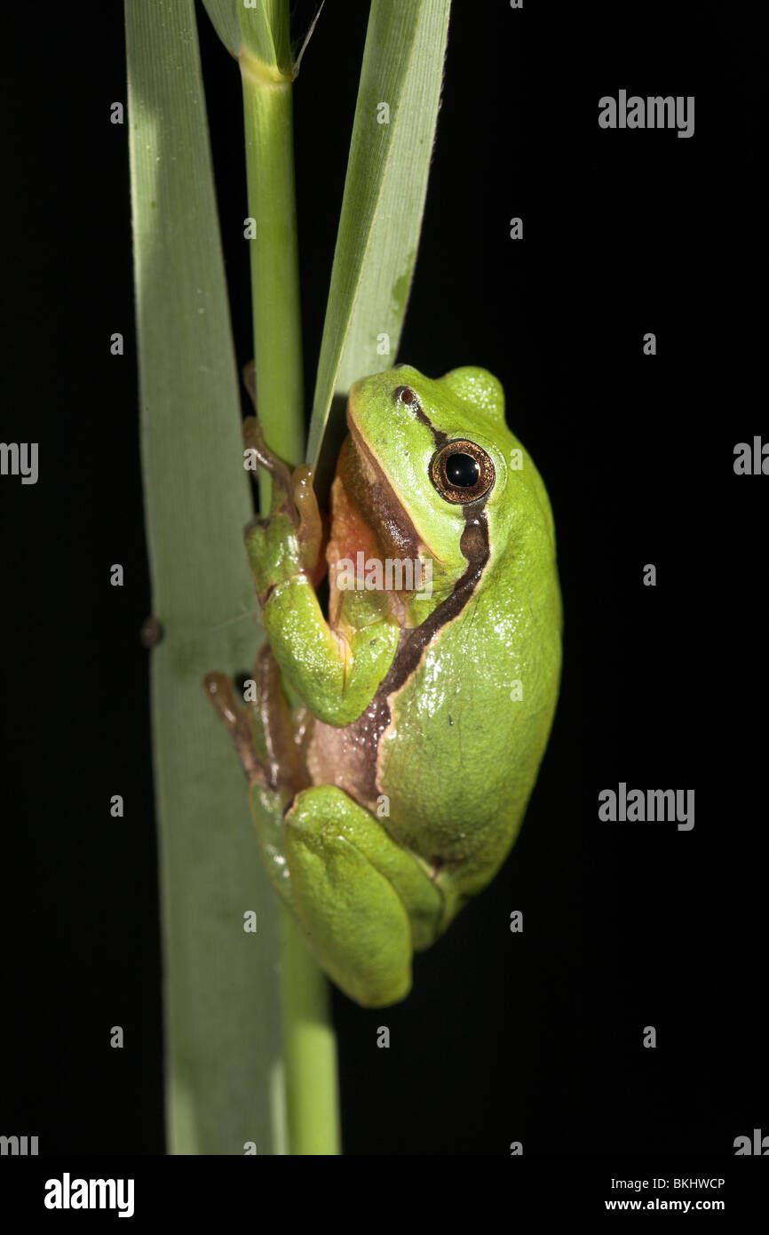 Foto de un hombre rana de árbol común sentado en reed durante la noche. Durante el comienzo de las noches los machos suelen llamar desde la caña y arbustos, más tarde en la noche se mueven hacia el estanque de cría Foto de stock