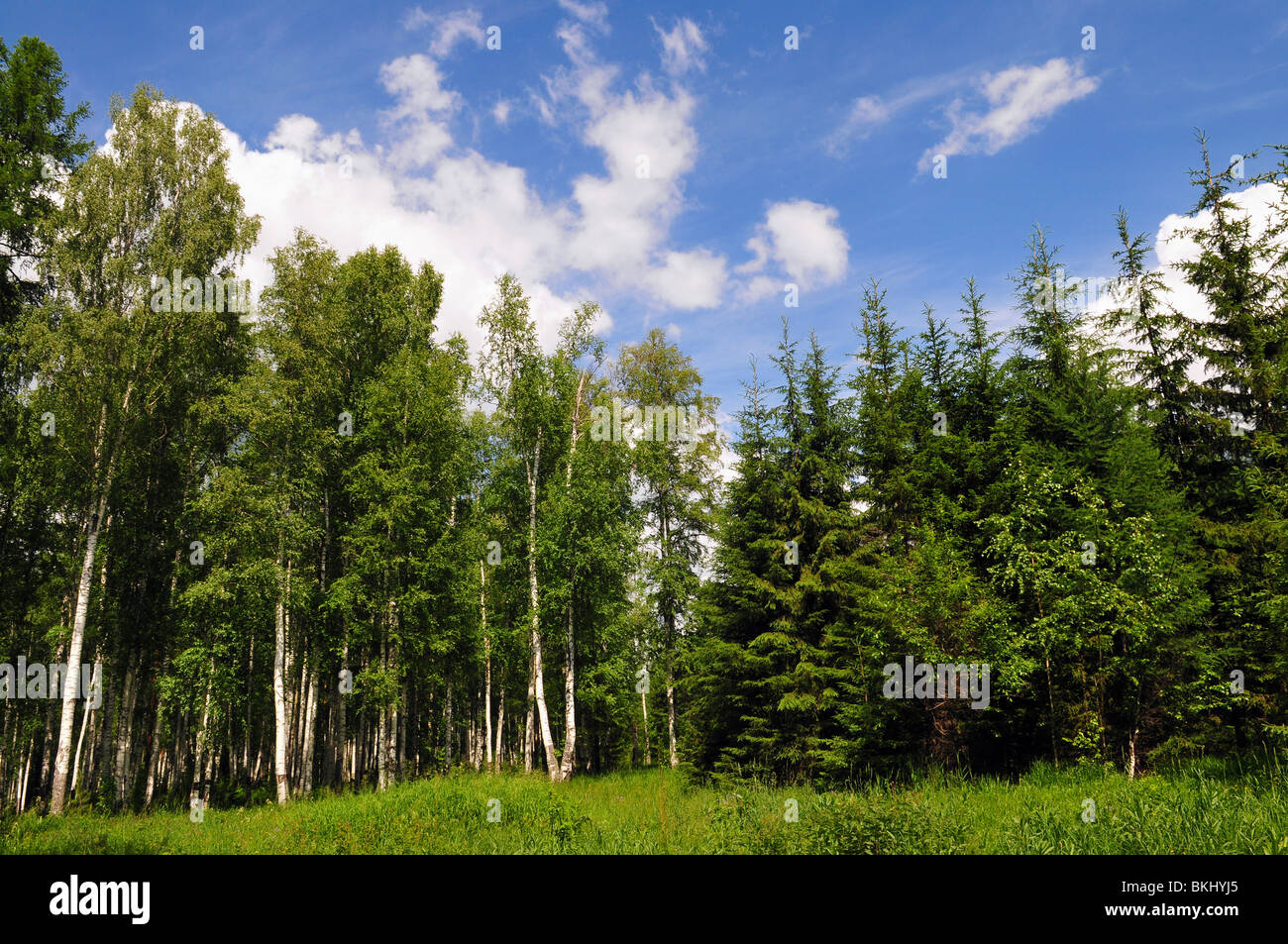 Paisaje de verano de jóvenes verde bosque con brillante cielo azul Foto de stock