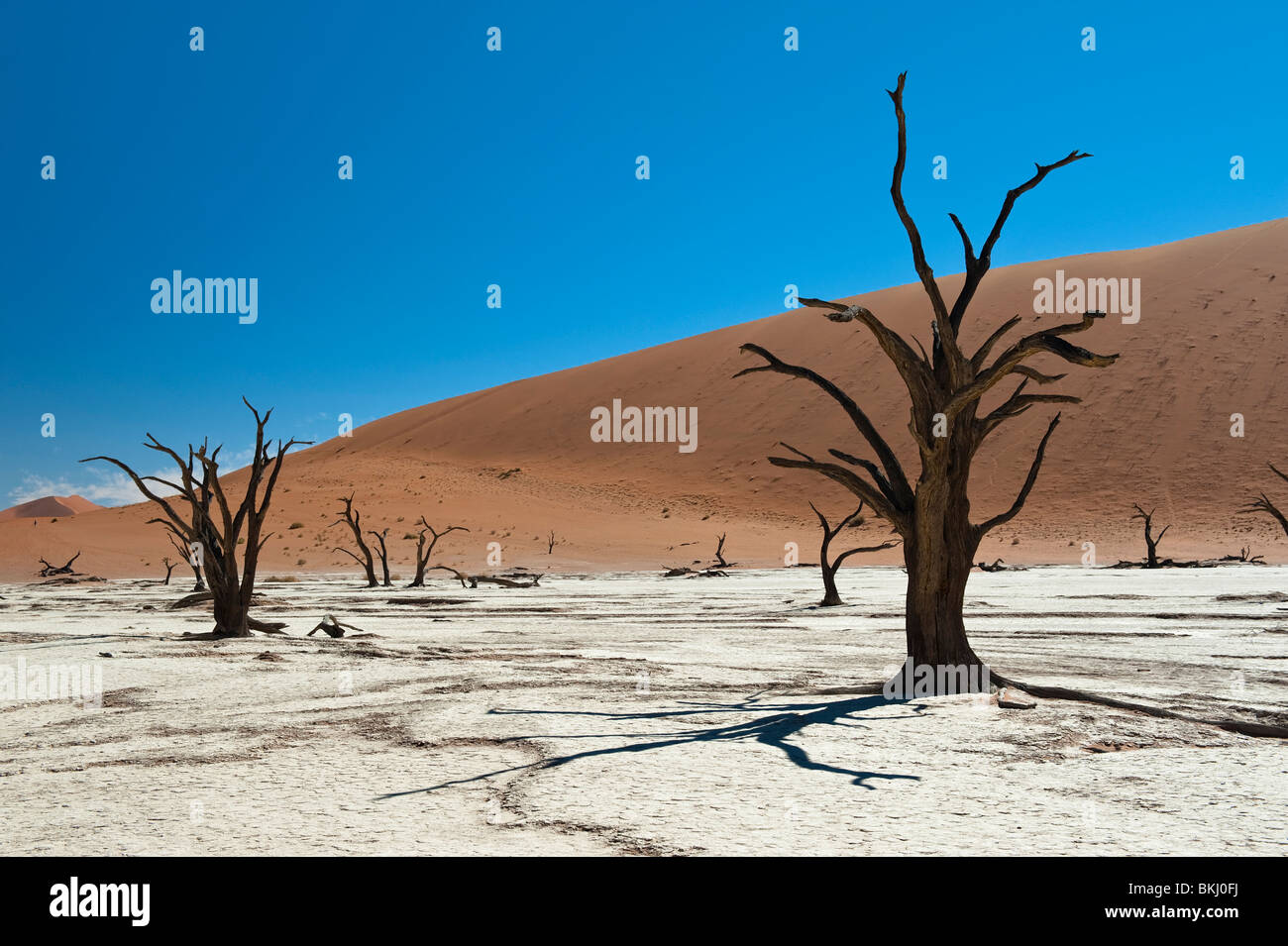 Camello ennegrecido Espinos proyecte sombras sobre la arcilla blanca