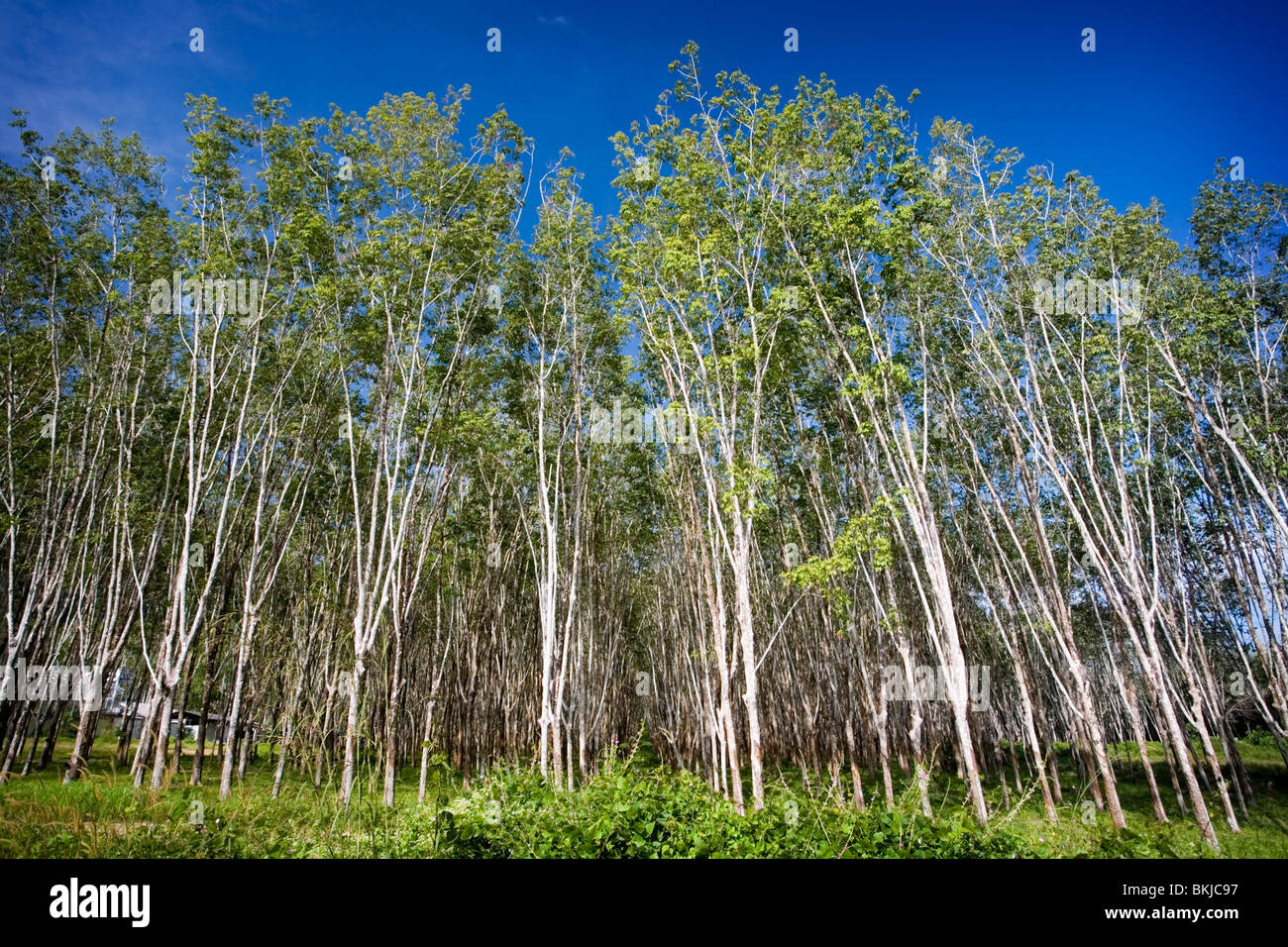 Fila de árboles forestales fotografías e imágenes de alta resolución -  Página 2 - Alamy